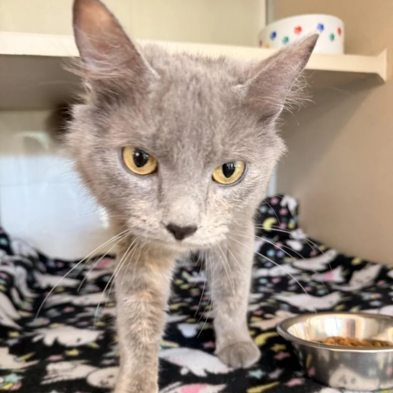 A young medium-sized female Gray / Blue / Silver Domestic Medium Hair cat named Misty Belle for adoption in Gloucester, VA