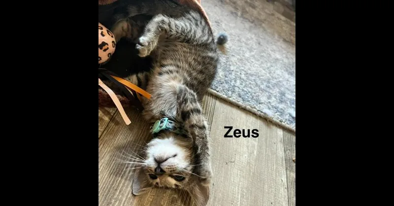 A baby small-sized male Domestic Short Hair cat named Zeus for adoption in Groveland, MA