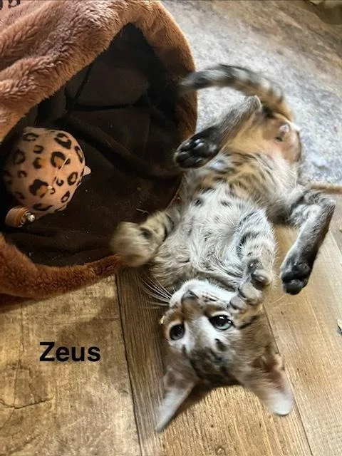 Zeus thumbnail 2