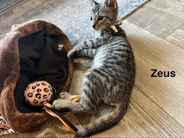 Zeus thumbnail 3
