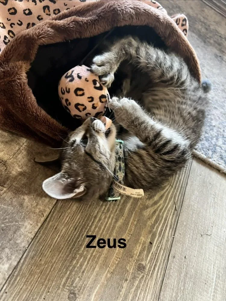 Zeus thumbnail 4