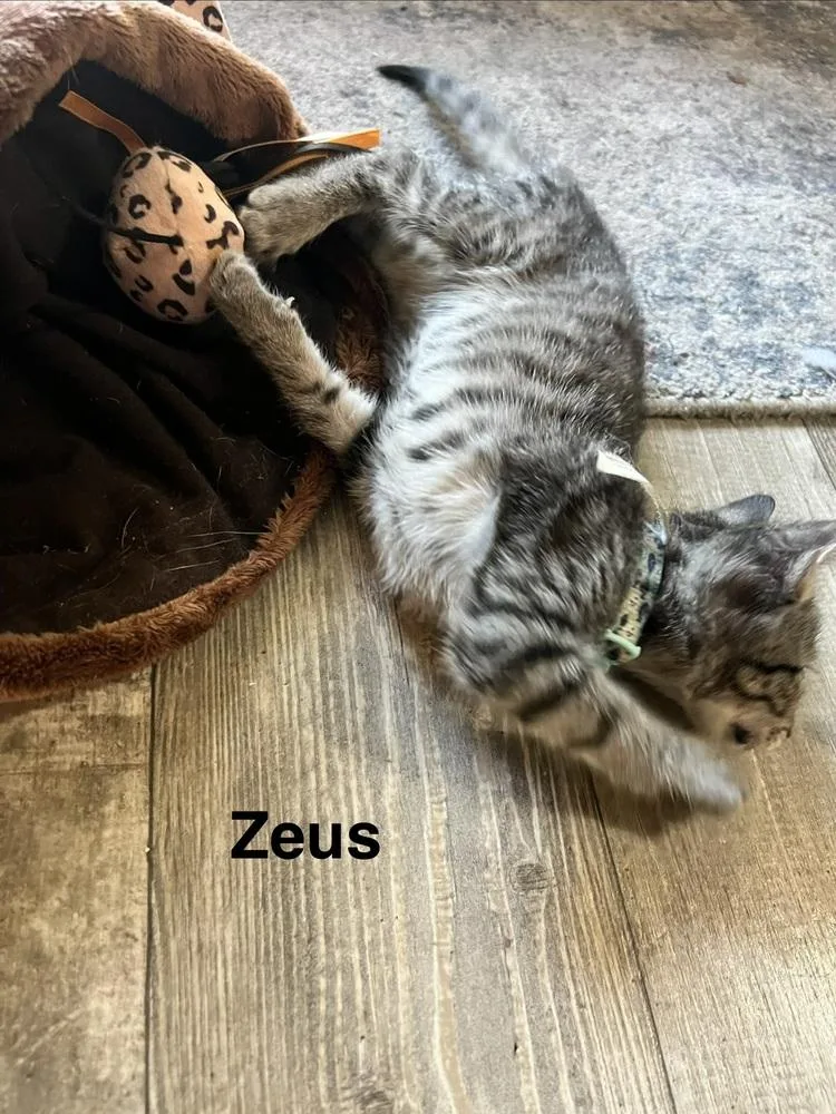 Zeus thumbnail 5