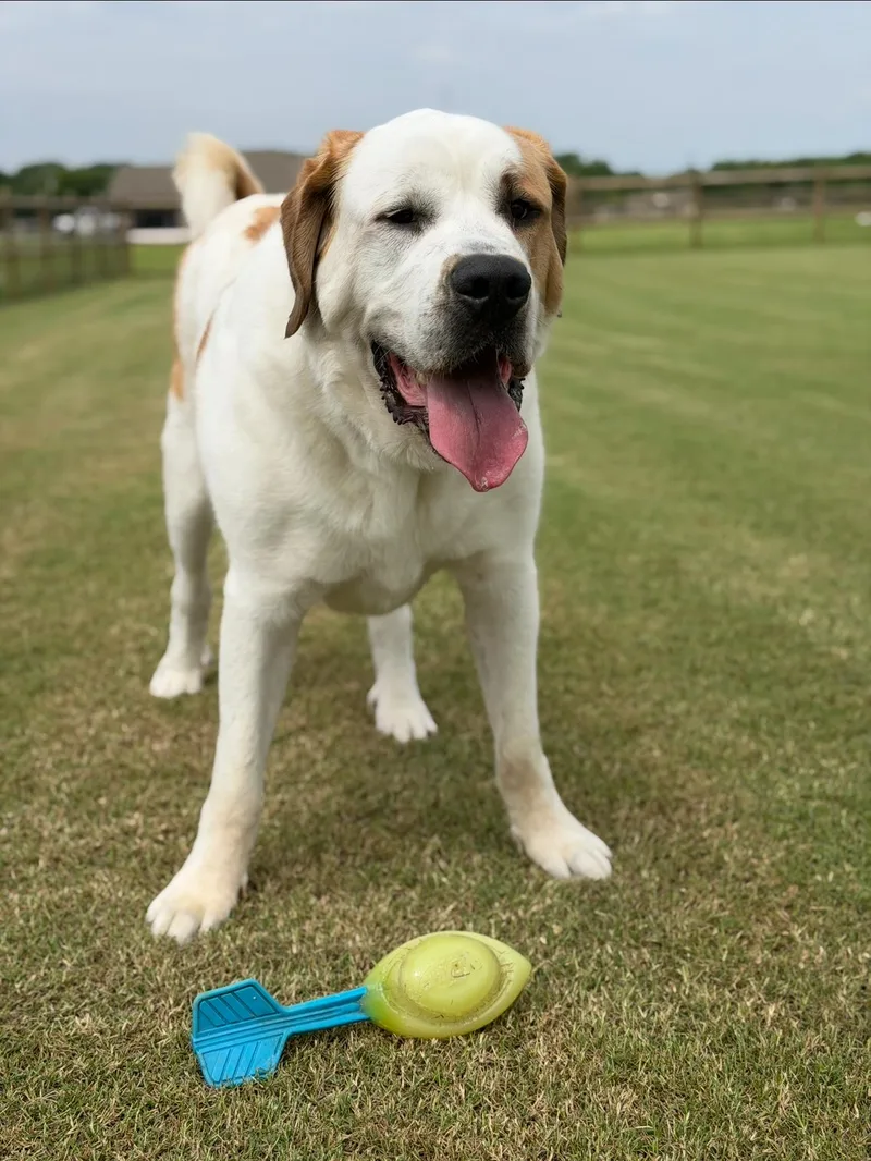 A young extra large-sized male White / Cream Saint Bernard dog named Chunk for adoption in Chatham, NJ