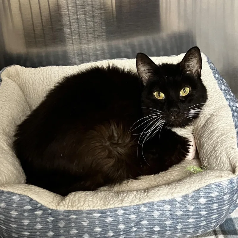 An adult small-sized male Black Domestic Medium Hair cat named Casanova for adoption in Uniontown, PA