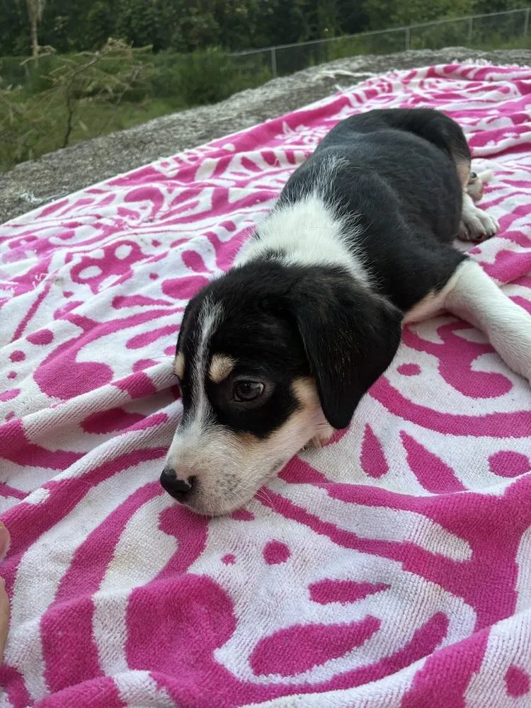 A baby small-sized male Tricolor (Brown, Black, & White) Mixed Breed dog named Bethoven for adoption in Naranjito, PR