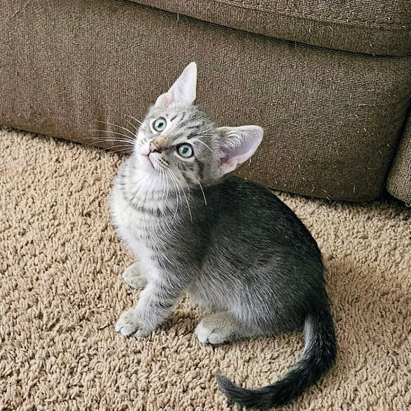 A baby small-sized male Gray / Blue / Silver Domestic Short Hair cat named Boba for adoption in Hemet, CA