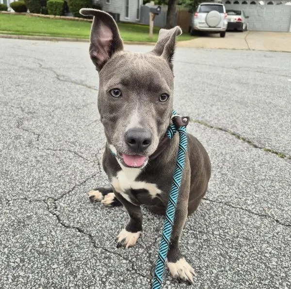 A young medium-sized female Pit Bull Terrier dog named Pen Jade for adoption in Lawrenceville, GA