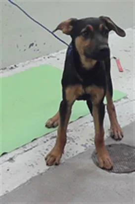 A baby small-sized male German Shepherd Dog dog named A for adoption in Houston, TX