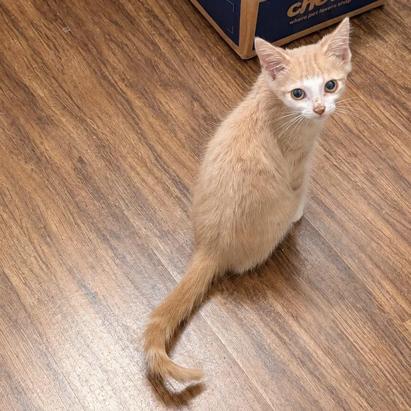 A baby small-sized male Orange / Red Domestic Short Hair cat named Fool Like Me for adoption in Fredericksburg, VA