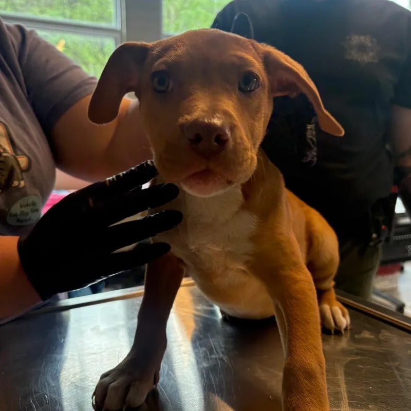 A baby small-sized female Yellow / Tan / Blond / Fawn Mixed Breed dog named Mina for adoption in Huntington, WV