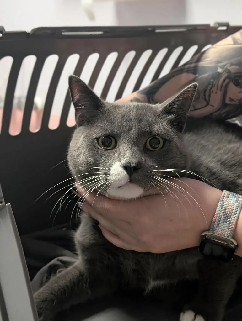 A young large-sized male Domestic Short Hair cat named Timberlake for adoption in New Braunfels, TX