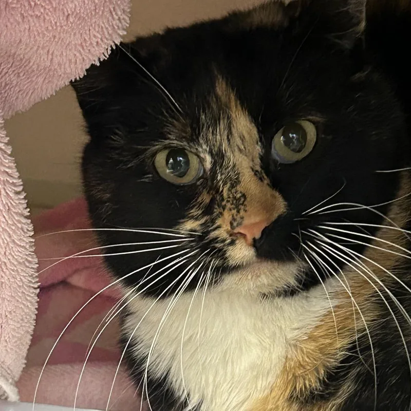 An adult medium-sized female Calico Domestic Short Hair cat named Pajama Momma for adoption in Wheeling, IL