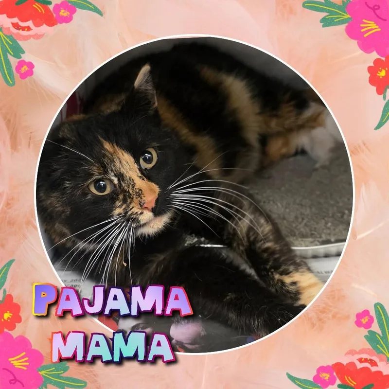 Pajama Momma thumbnail 3