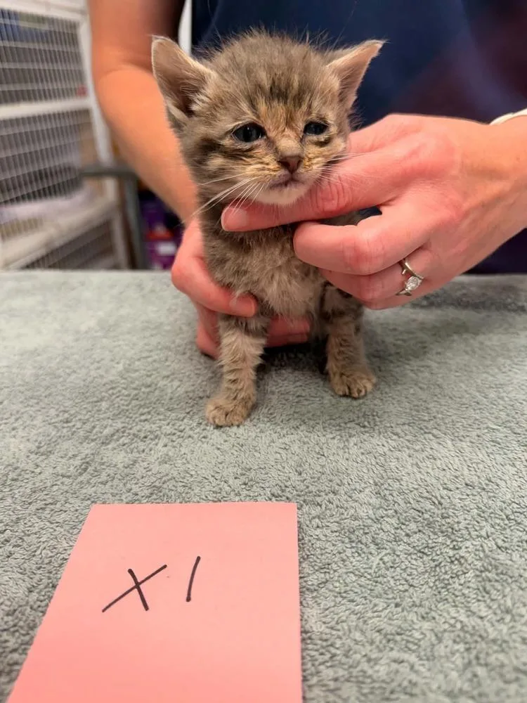 A baby small-sized male Domestic Short Hair cat named Xavier for adoption in Vancouver, WA