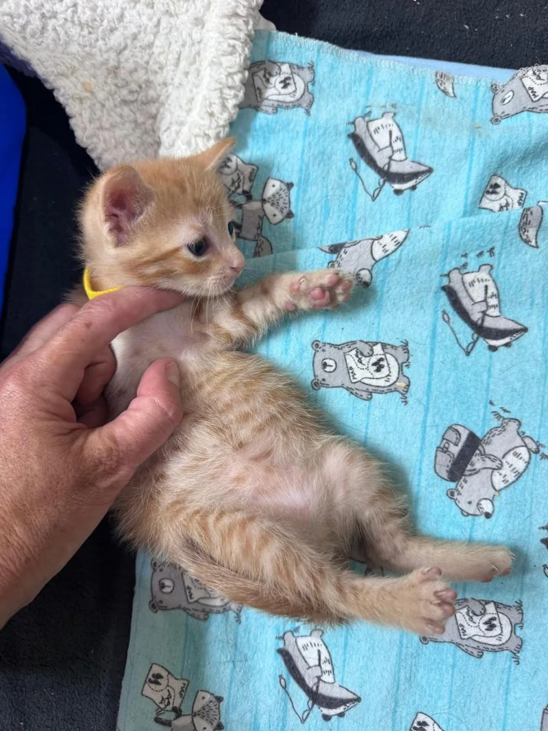 A baby medium-sized male Orange & White Domestic Short Hair cat named Sparks for adoption in Orlando, FL