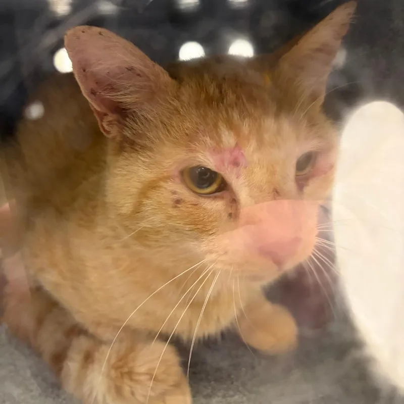 A senior large-sized male Orange / Red Domestic Short Hair cat named 71670 for adoption in Harrisonburg, VA