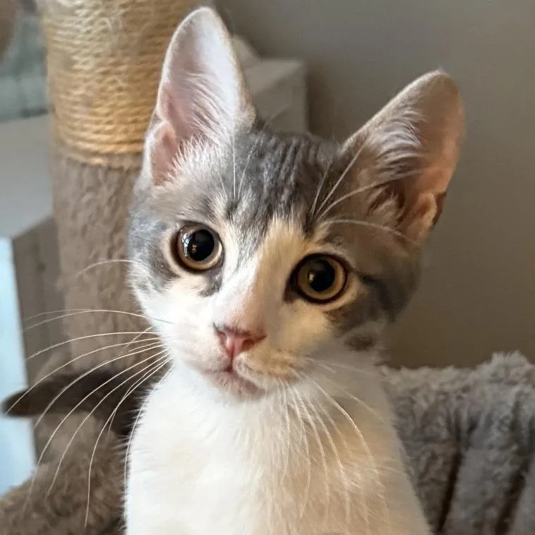 A baby small-sized female Domestic Short Hair cat named Bri for adoption in Cumming, GA