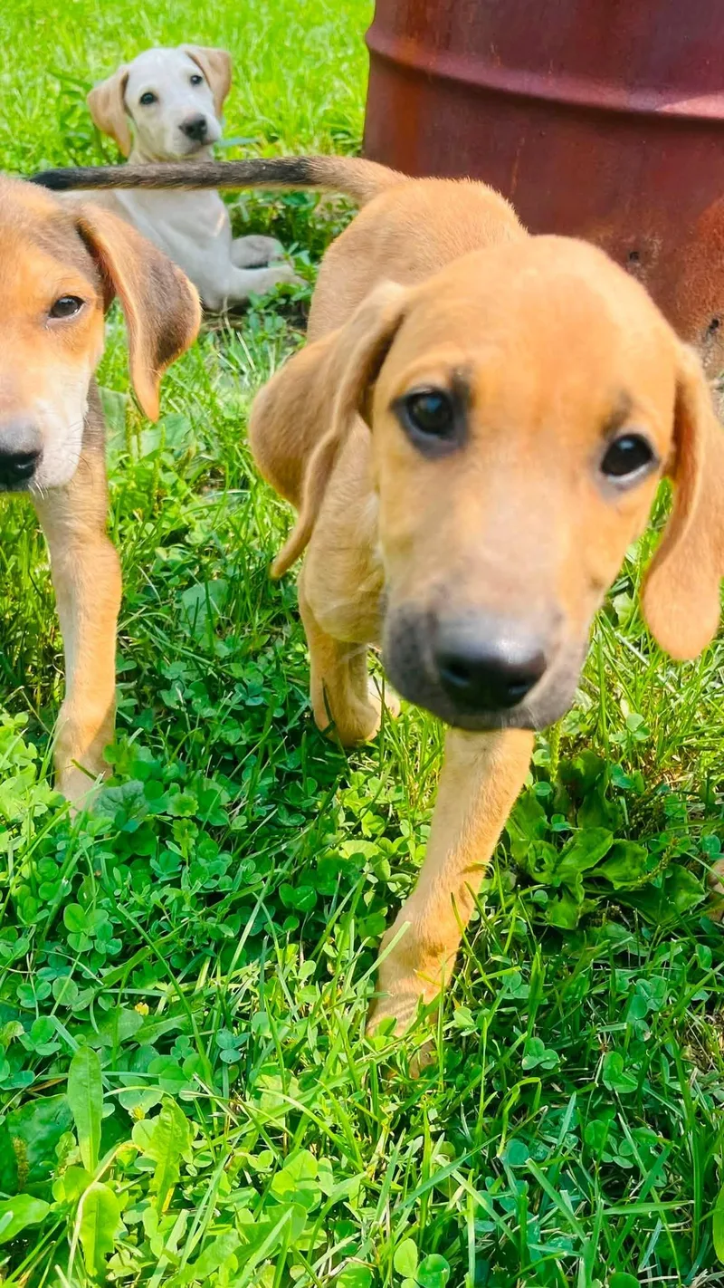 A baby large-sized male Bicolor Treeing Walker Coonhound dog named Muggs for adoption in Clinton, WI
