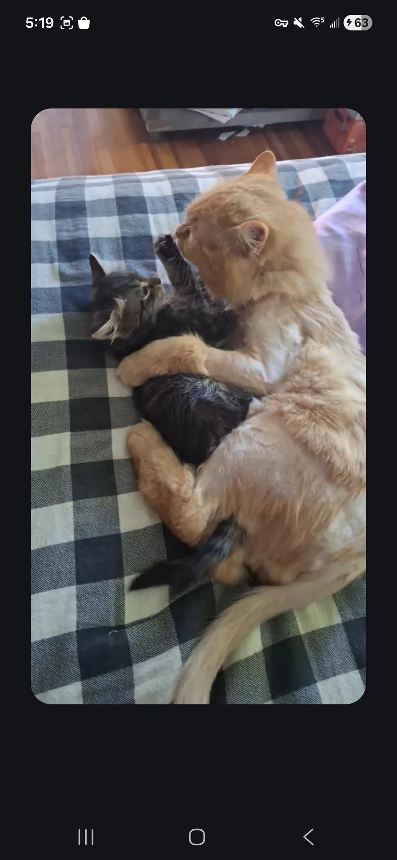 A baby small-sized male Domestic Medium Hair cat named Mason for adoption in Canton, CT