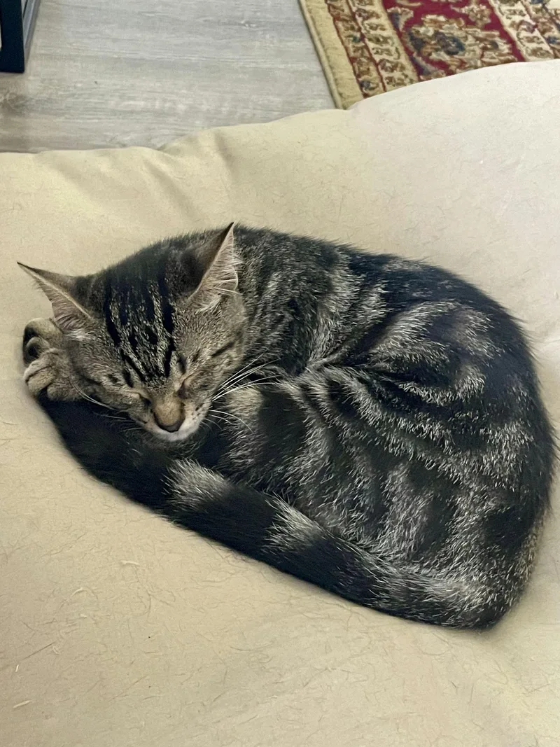 A baby medium-sized female Tabby (Brown / Chocolate) Domestic Short Hair cat named Artemis for adoption in Houston, TX