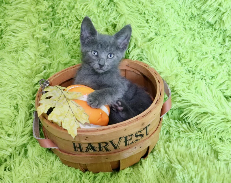 A baby small-sized male Russian Blue cat named Denver for adoption in Saint Augustine, FL