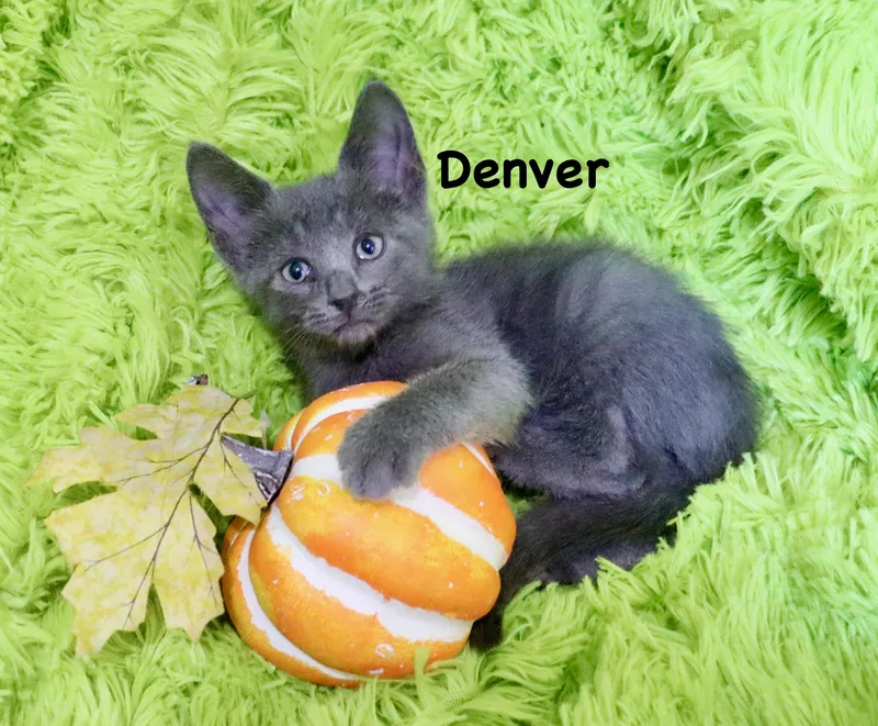Denver thumbnail 4