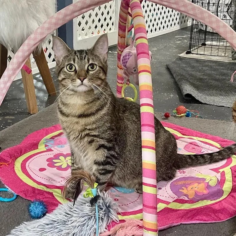 A young large-sized male Tabby (Brown / Chocolate) Tabby cat named Toffee for adoption in Benson, MN