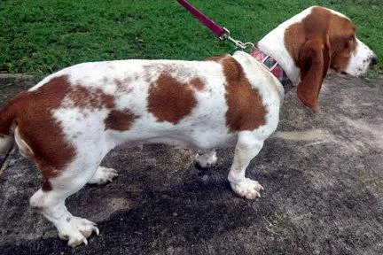 A young medium-sized female Basset Hound dog named Rhea for adoption in Mays Landing, NJ