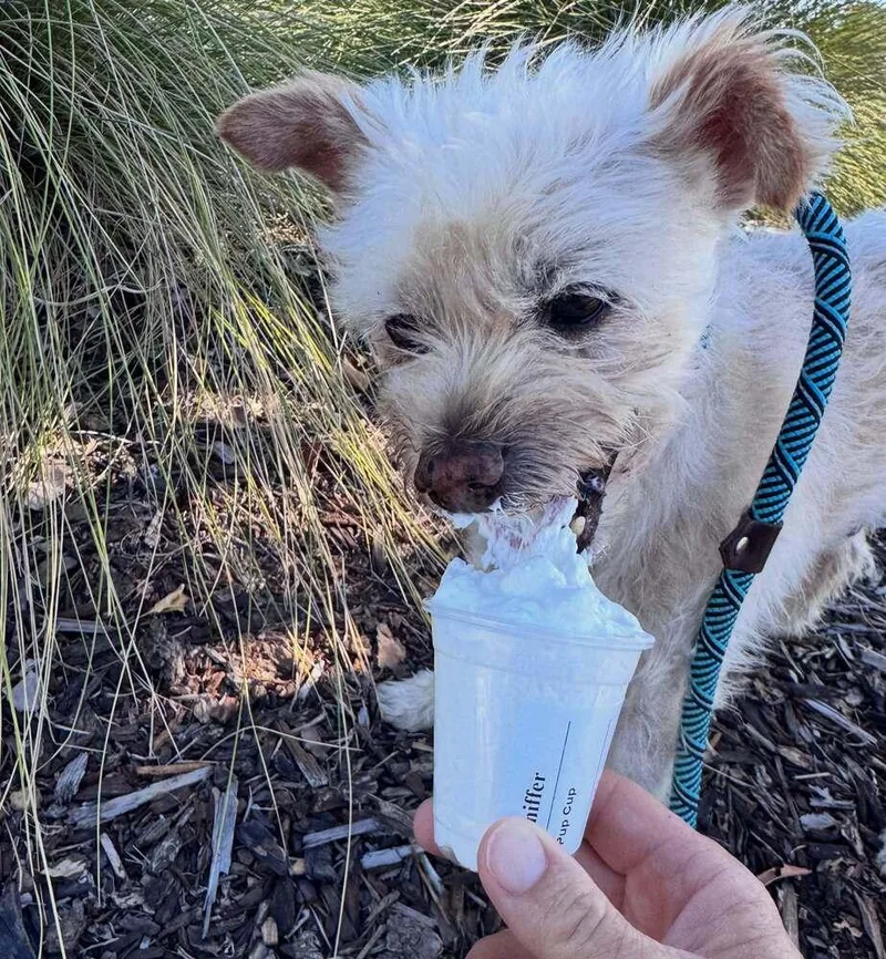A senior medium-sized male Terrier dog named Coop for adoption in los angeles, CA
