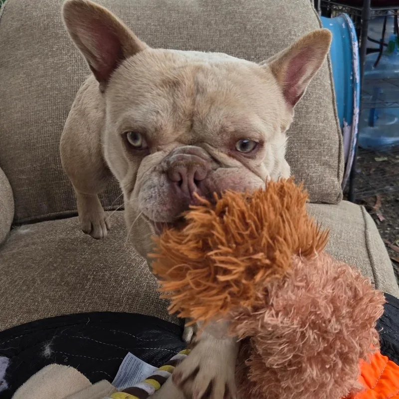 Paris Nicole thumbnail 2