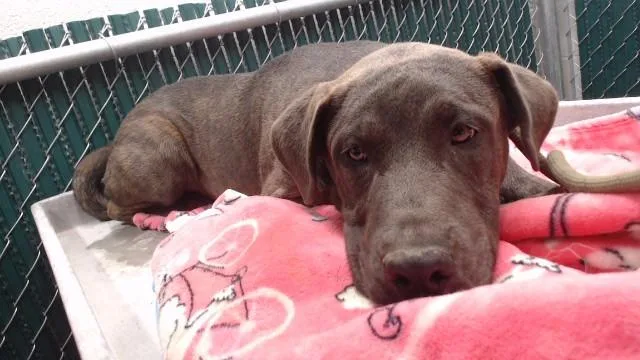 A young large-sized male Pit Bull Terrier dog named Gray for adoption in Downey, CA