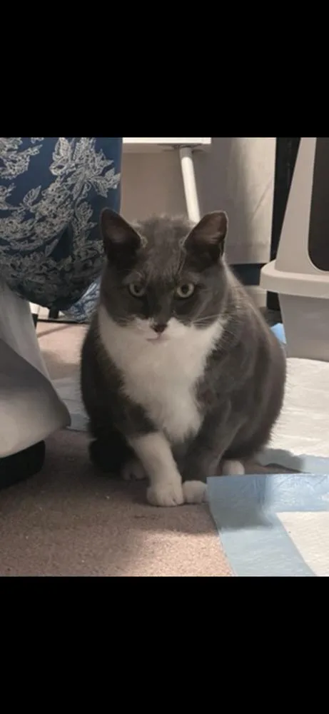 An adult large-sized female Domestic Short Hair cat named Daisy for adoption in Ferndale, MI