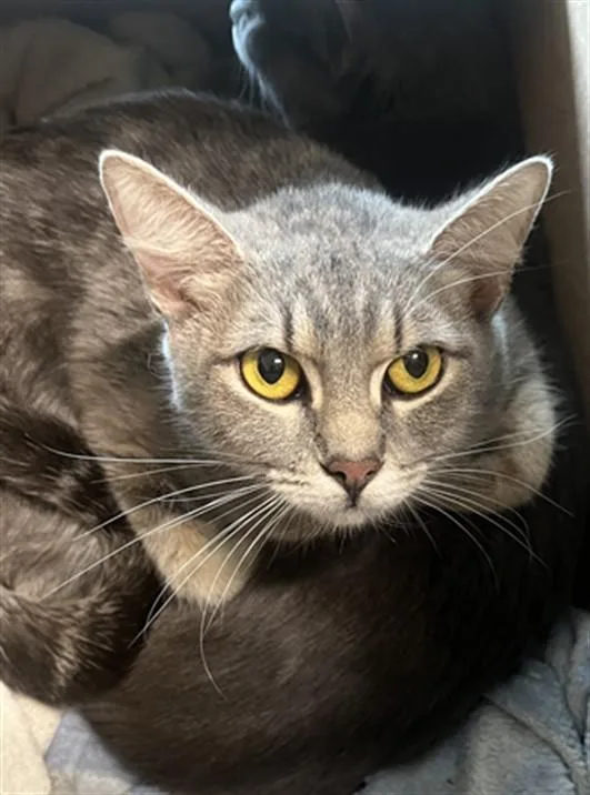 A young medium-sized female Domestic Short Hair cat named Miso for adoption in Derwood, MD