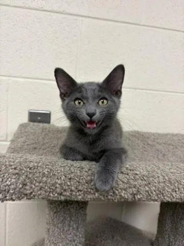 A young medium-sized male Gray / Blue / Silver Domestic Short Hair cat named Augustine for adoption in Valparaiso, IN
