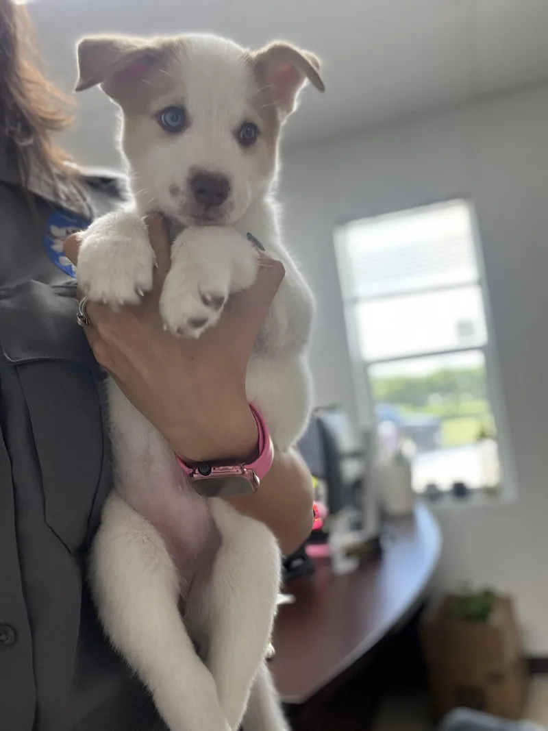 A young small-sized female Husky dog named Kiwi for adoption in Cibolo, TX