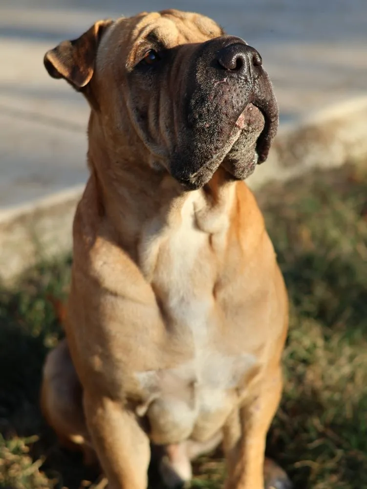 A young large-sized male Shar-Pei dog named Hank for adoption in Tunnel Hill, GA
