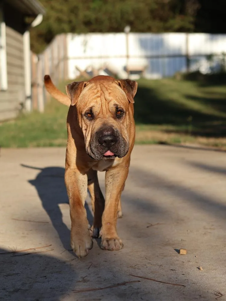 Hank thumbnail 3