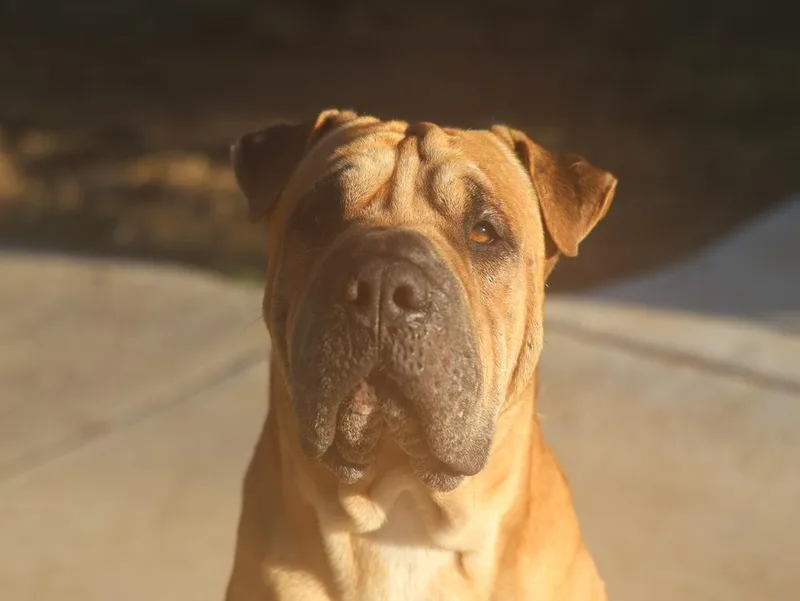 Hank thumbnail 4