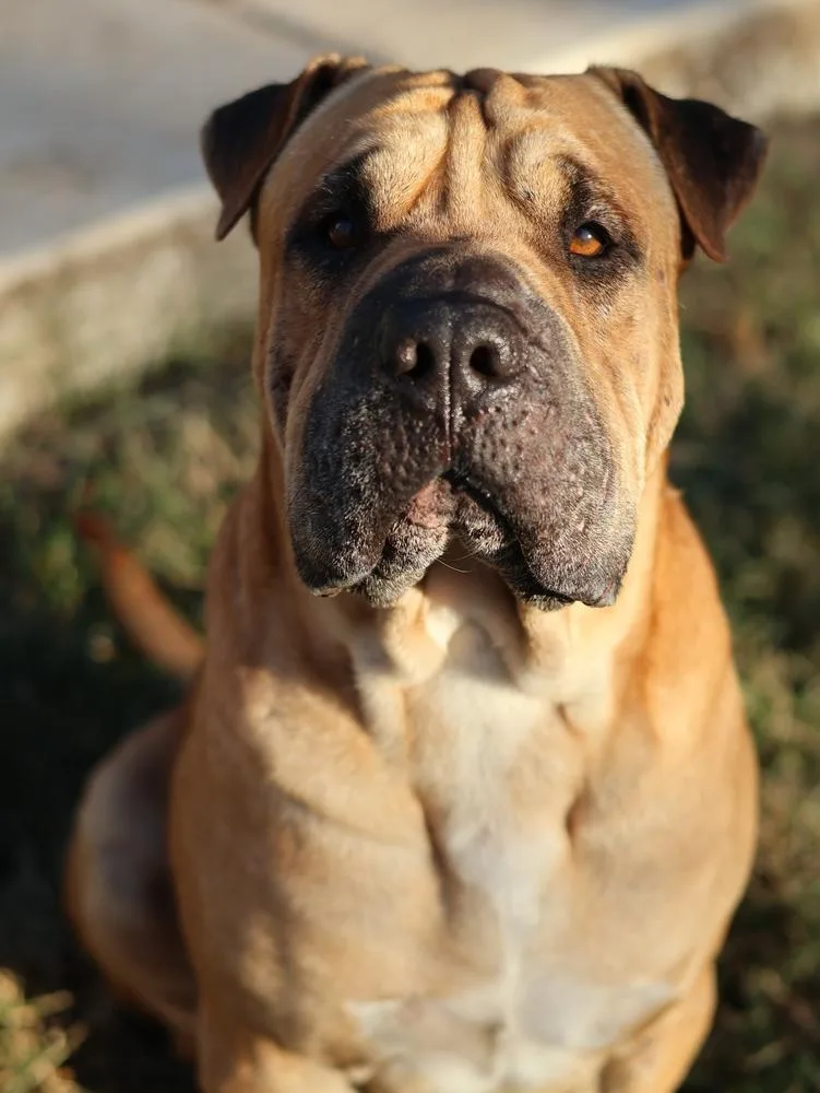 Hank thumbnail 5