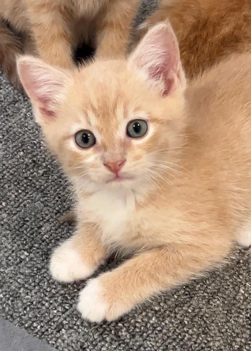 Dorito