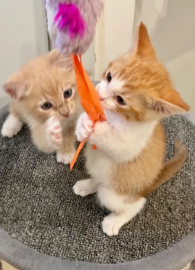 Dorito thumbnail 6