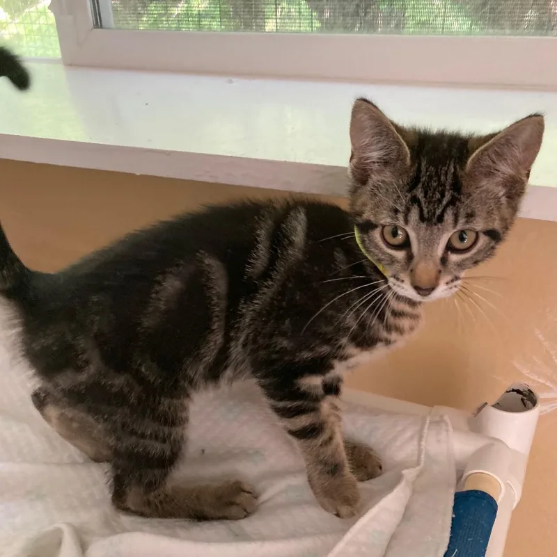 A baby medium-sized male Tabby (Buff / Tan / Fawn) Tabby cat named Stevie Handsome Little for adoption in Hoquiam, WA