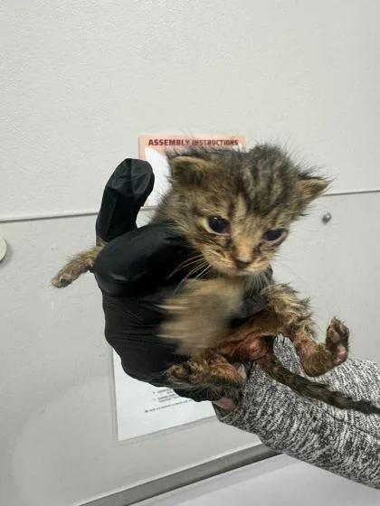 A baby small-sized male Domestic Short Hair cat named Moe for adoption in Sevierville, TN