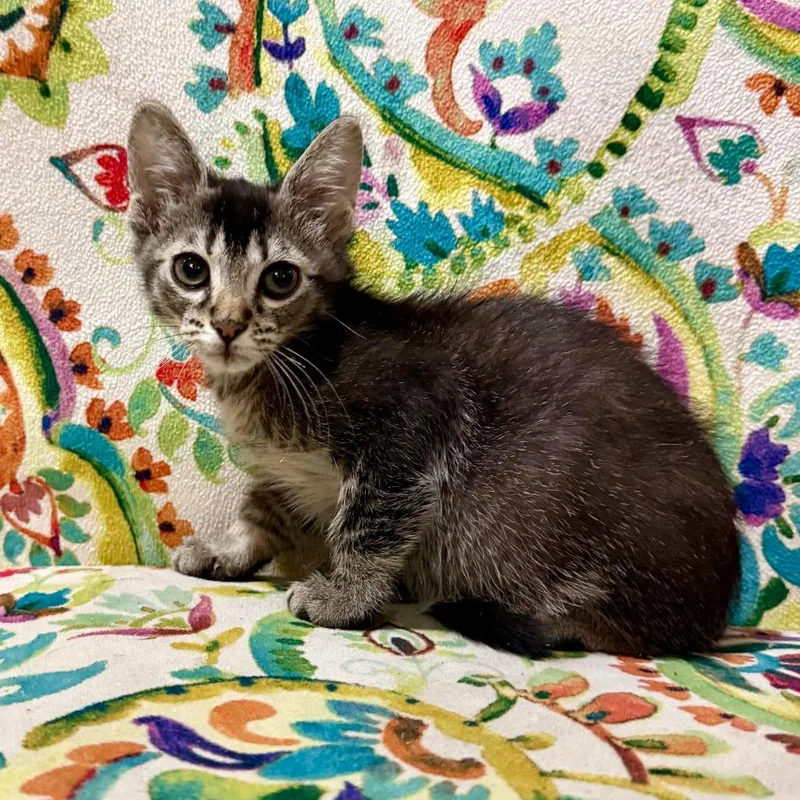 A baby small-sized male Gray / Blue / Silver Domestic Short Hair cat named Peter for adoption in South Elgin, IL