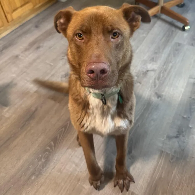 An adult large-sized male Brown / Chocolate Mixed Breed dog named Harold for adoption in Buffalo, MN