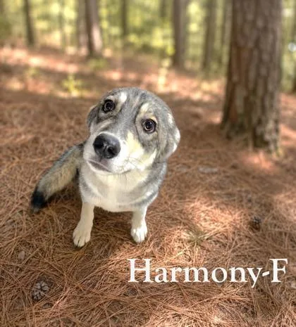 Harmony