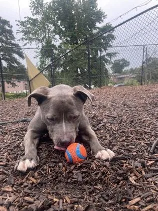 An adult medium-sized female Mixed Breed dog named Breve for adoption in Chamblee, GA