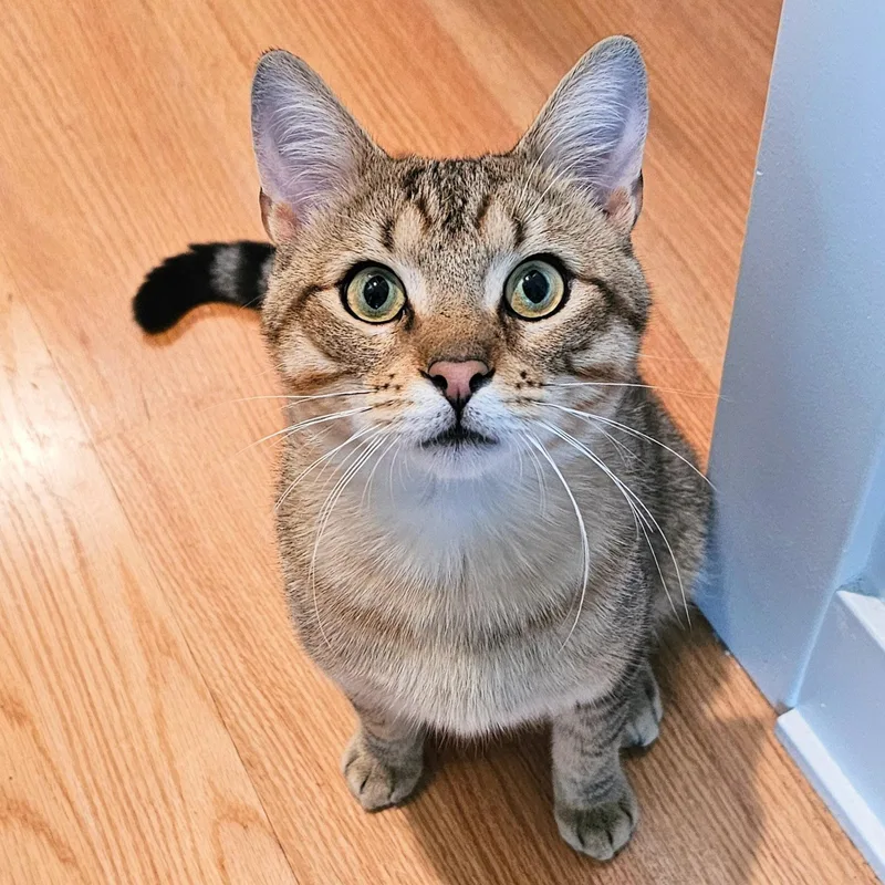 An adult medium-sized male Buff / Tan / Fawn Tabby cat named Thunder for adoption in Chicago, IL