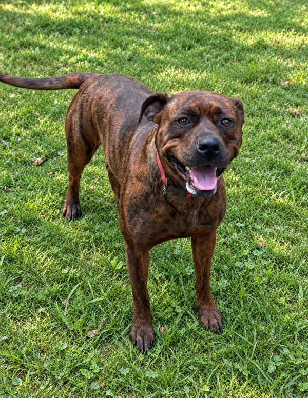 An adult medium-sized female Pit Bull Terrier dog named Sunny for adoption in eufaula, AL