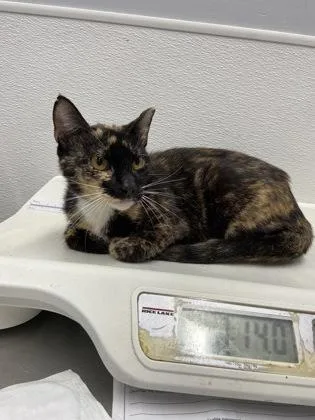 An adult small-sized female Domestic Short Hair cat named Dory for adoption in West Chester, PA